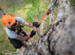 A tree care professional hangs from a rope with harness and helmet while trimming branches for your-tree-care-company-needs-an-answering-service blog.