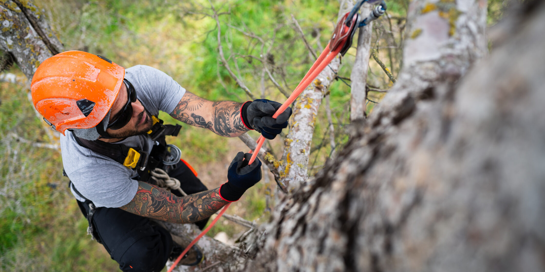 A tree care professional hangs from a rope with harness and helmet while trimming branches for your-tree-care-company-needs-an-answering-service blog.