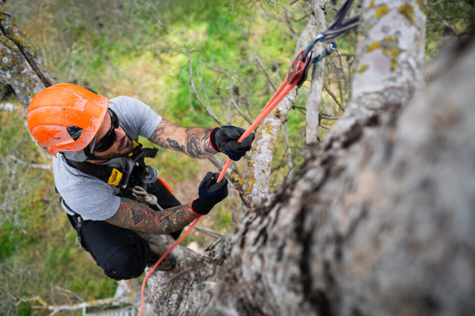 A tree care professional hangs from a rope with harness and helmet while trimming branches for your-tree-care-company-needs-an-answering-service blog.